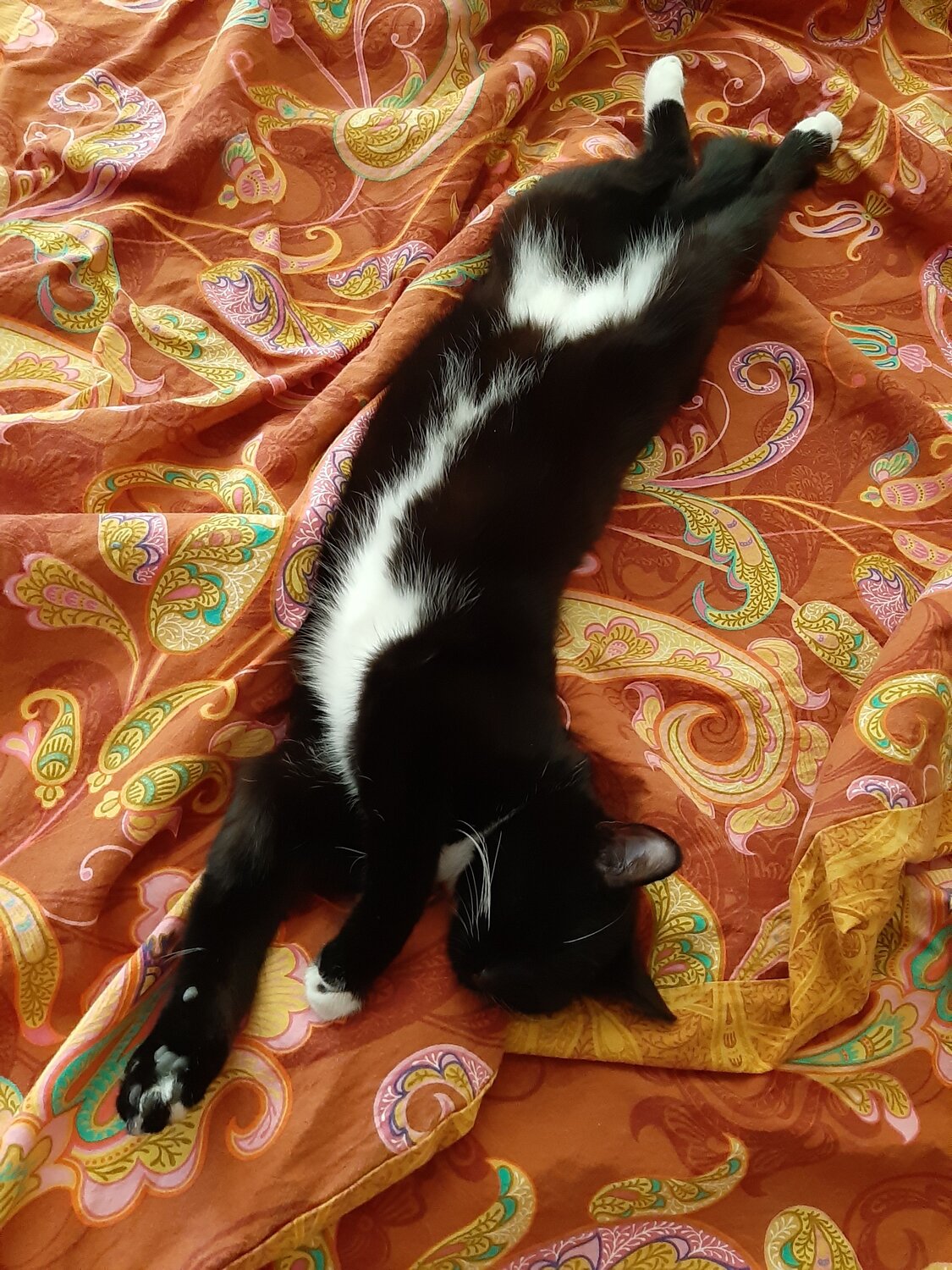 Photo #7535266
