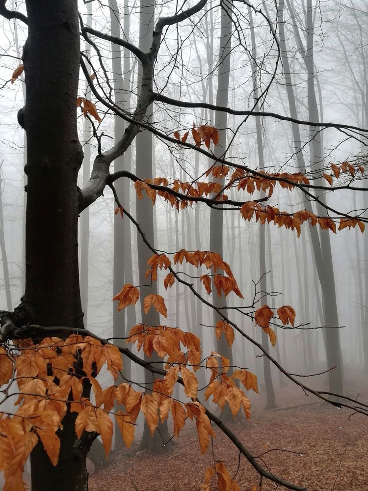 The forest in the fog.