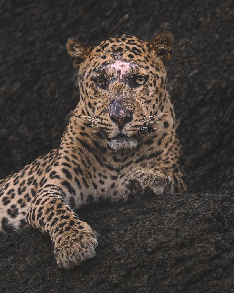 Photograph by Narayanan Iyer