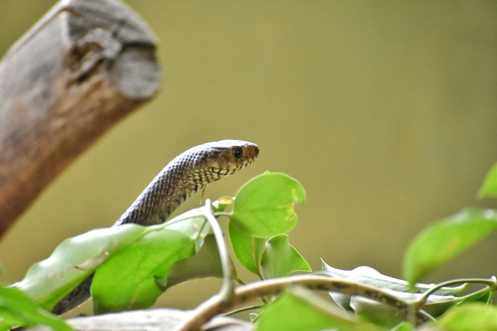 Photograph by Manoj Kumar singh