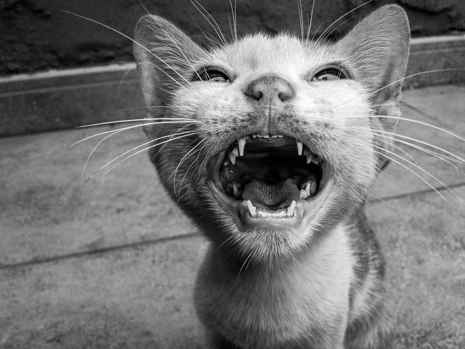The Laughing Cat.
