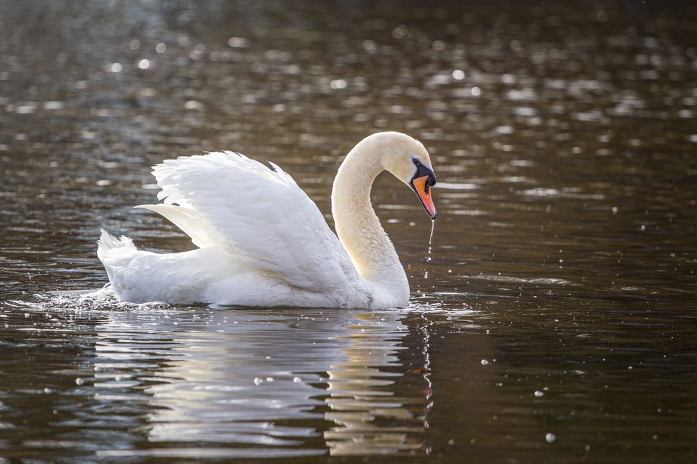 Фотография автора Евгений Лукьянов