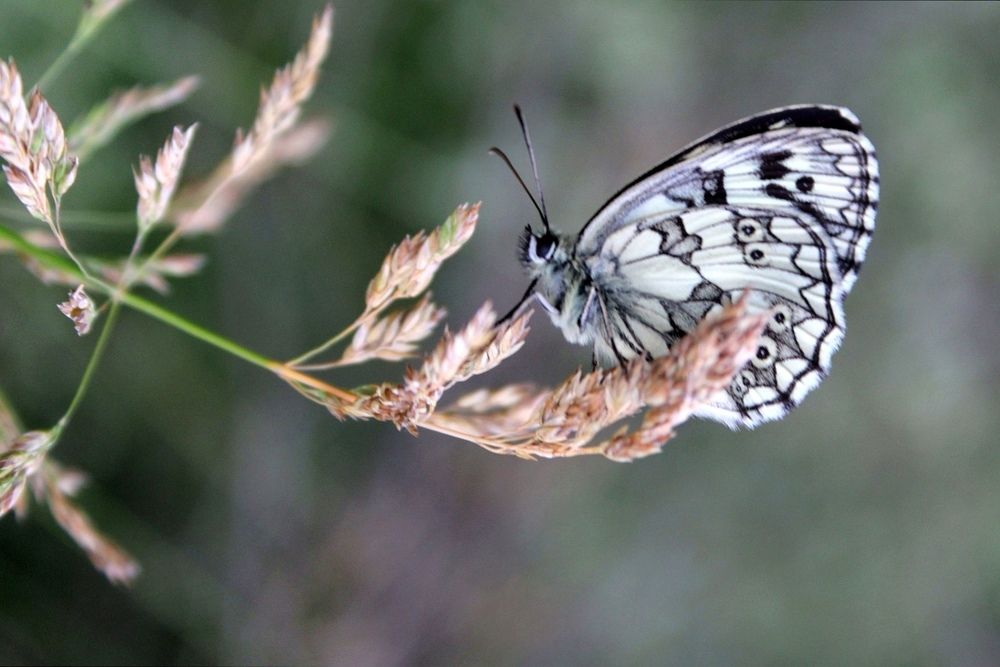 Beautiful butterfly