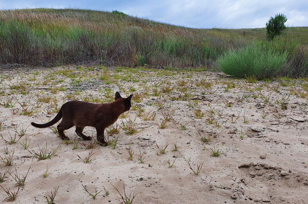 Фотография автора Надежда Лисицына