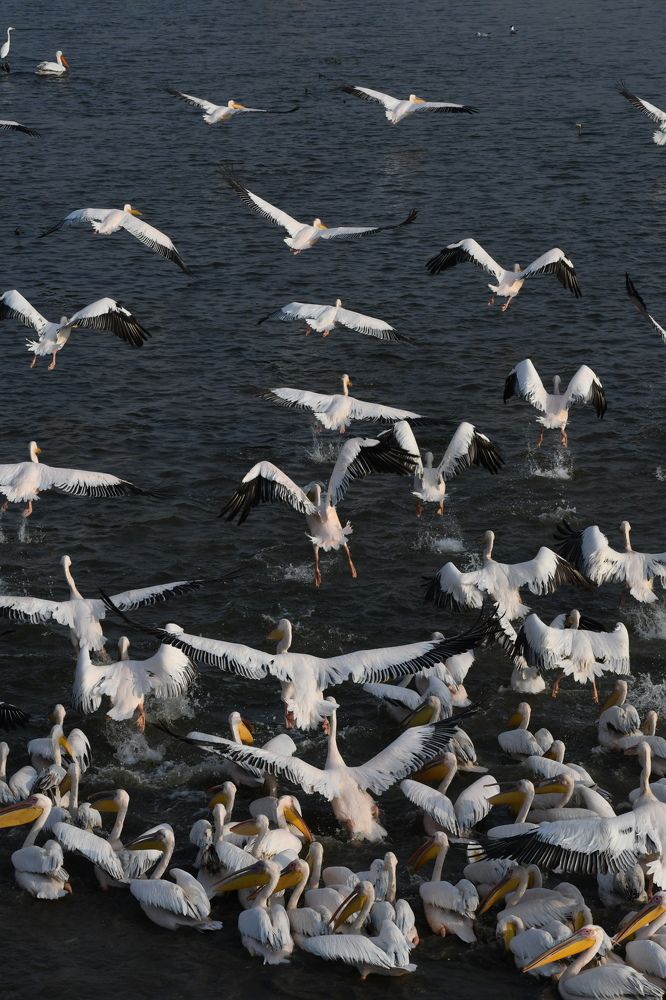 Photograph by Praveen Bhagat