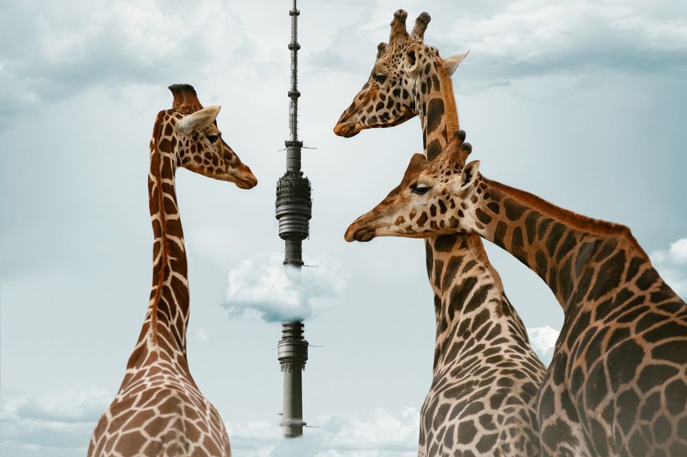 Photograph by Philip Butkin