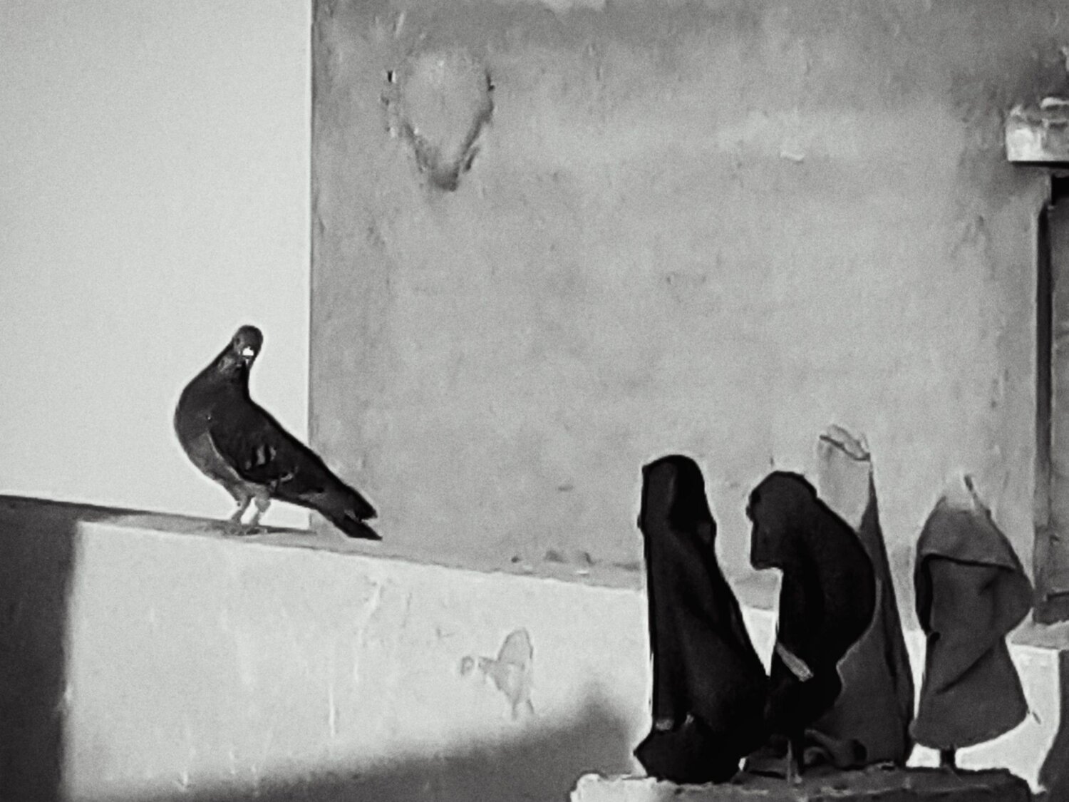 Photo #7535775