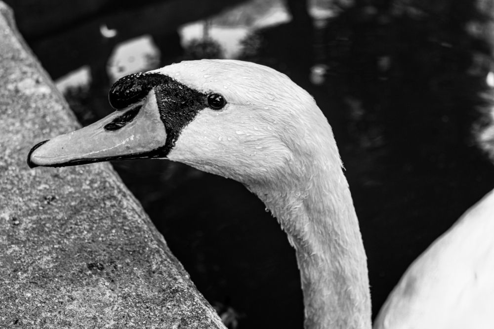 Photograph by Кристина Полякова