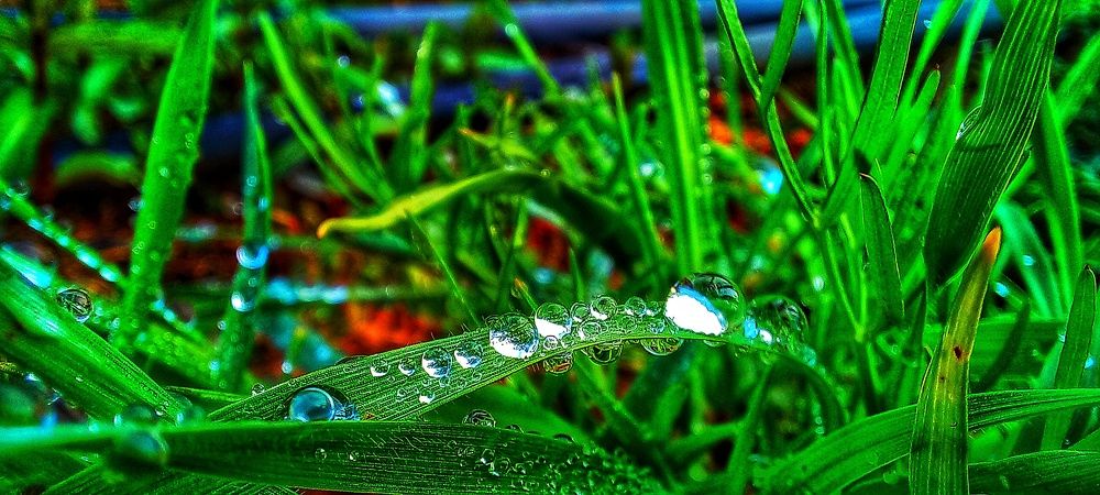 شبنم صبحگاهی