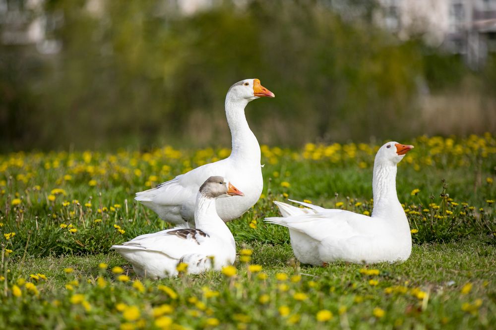 Photograph by Регина Хохлова