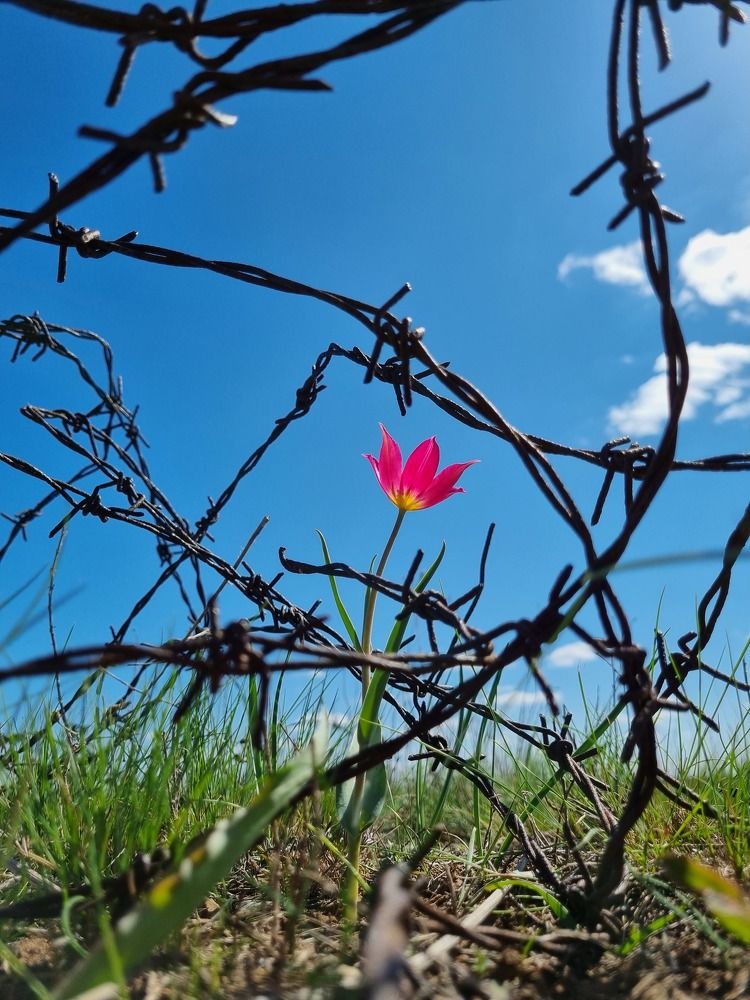 Жизнь сильнее