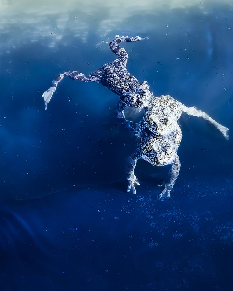 Photograph by Ирина Кротова