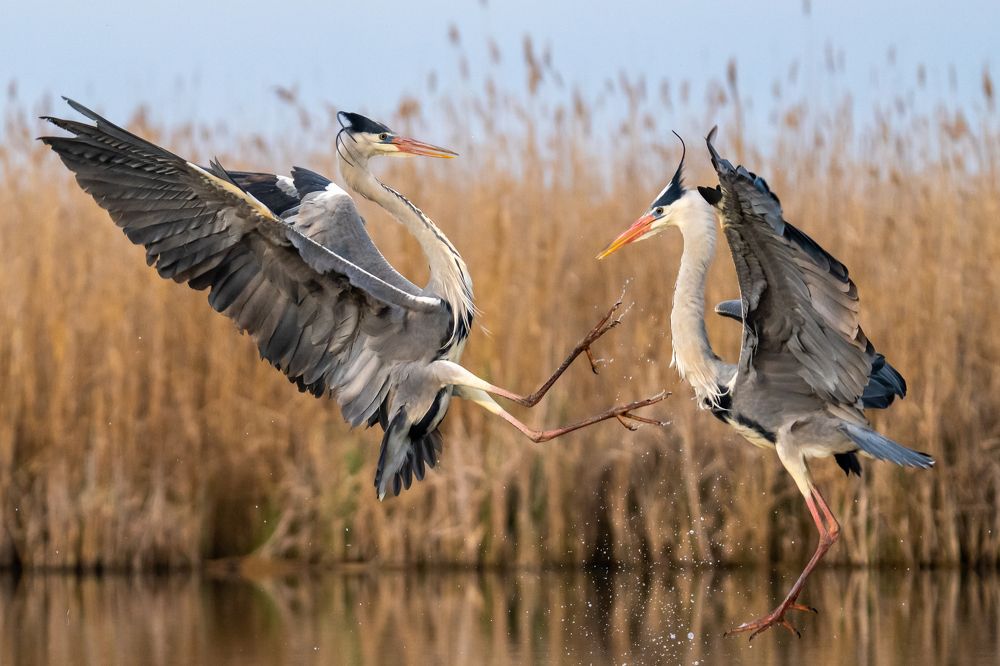 Photograph by Tomanovic Slavisa