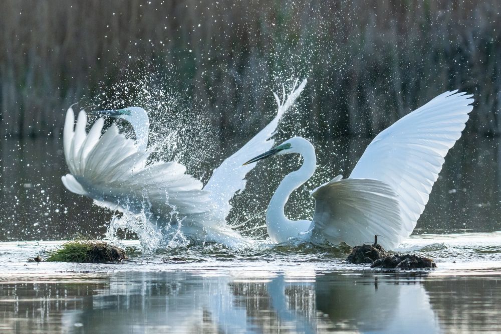 Photograph by Tomanovic Slavisa