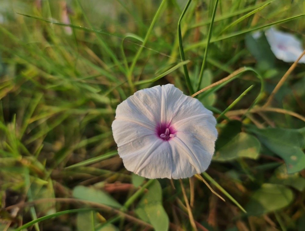 Photograph by G N RAJA