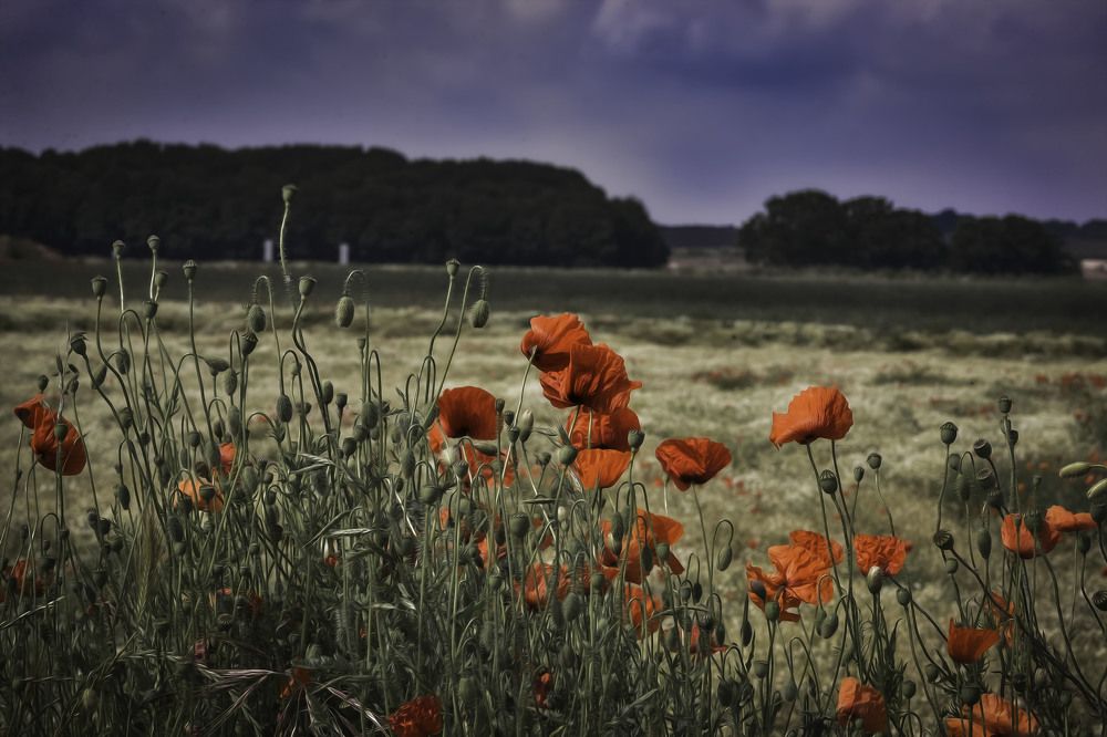 Photograph by Irina Nadolska