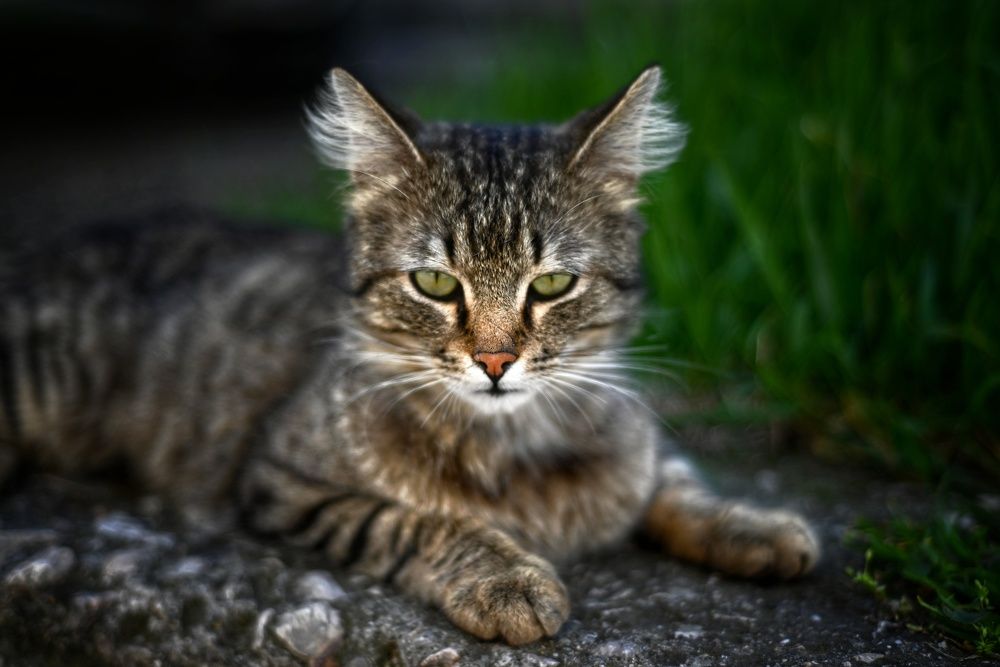 Photograph by Anna Parshenko