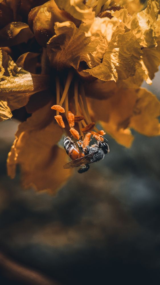 Photograph by Roshan patel