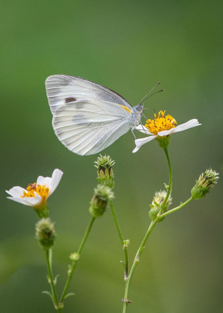 Photograph by Chan Benny