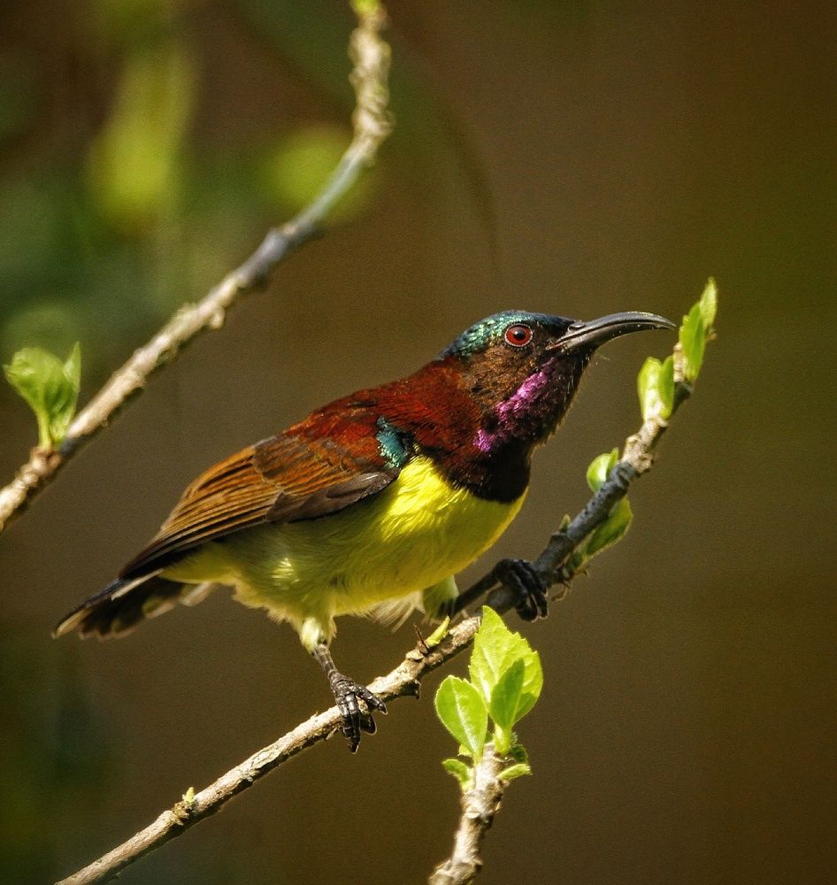Photograph by prabhakar Gujjarappa