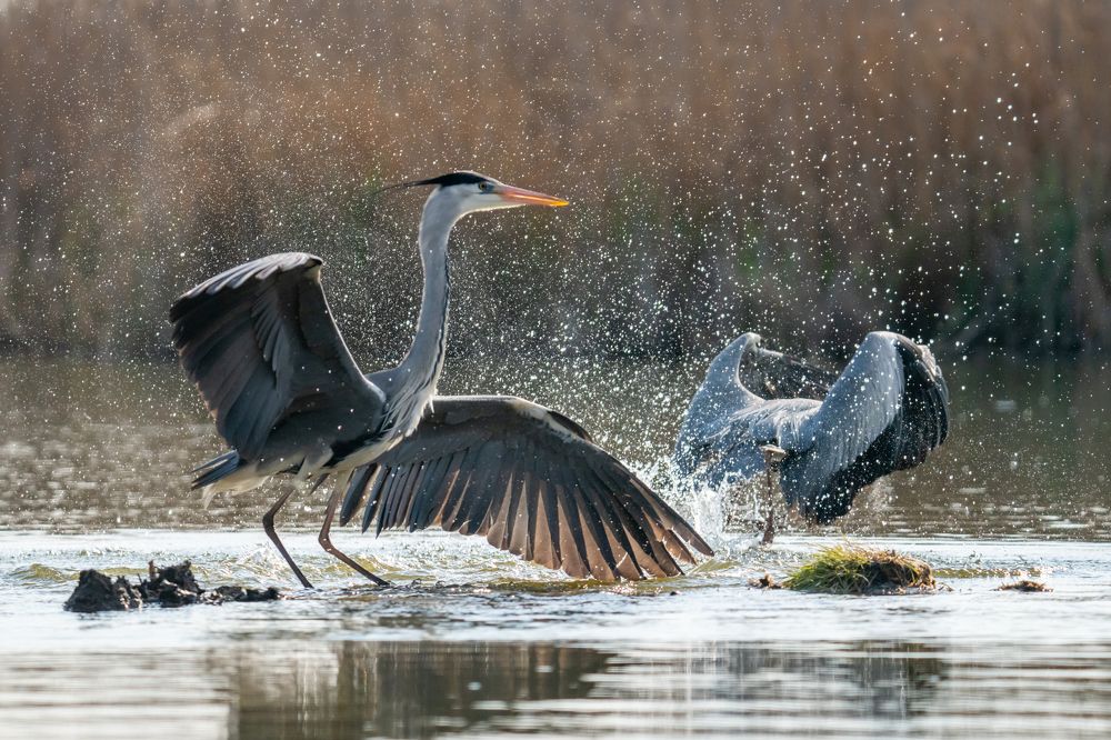 Photograph by Tomanovic Slavisa