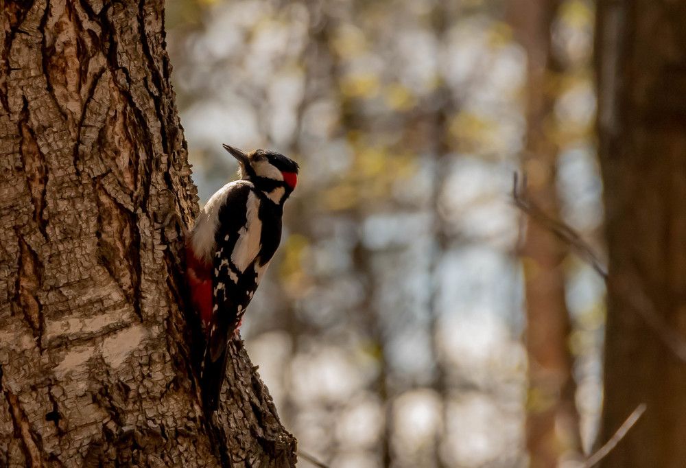 Photograph by Олег Кипкаев