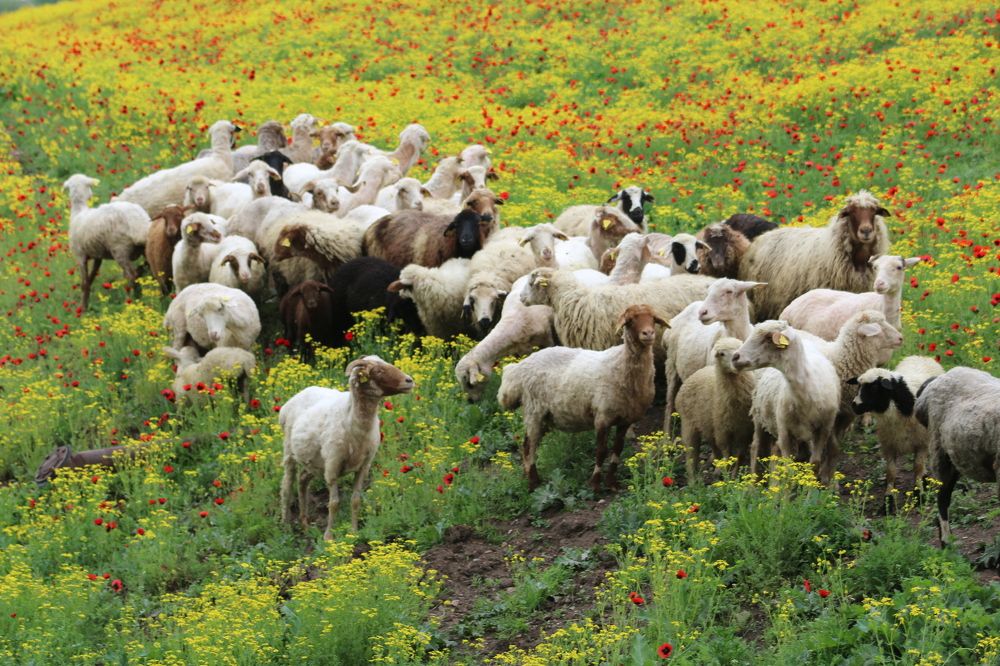 Фотография автора Mariami Sanishvili