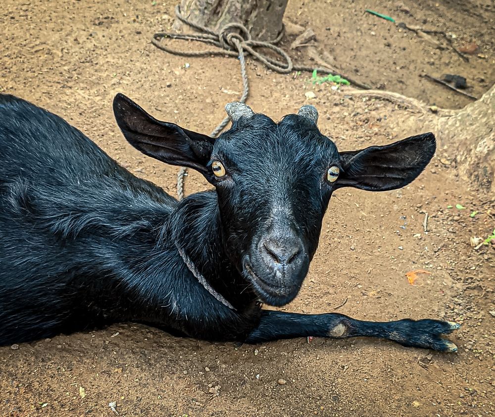 Photograph by Susmita Ghosh