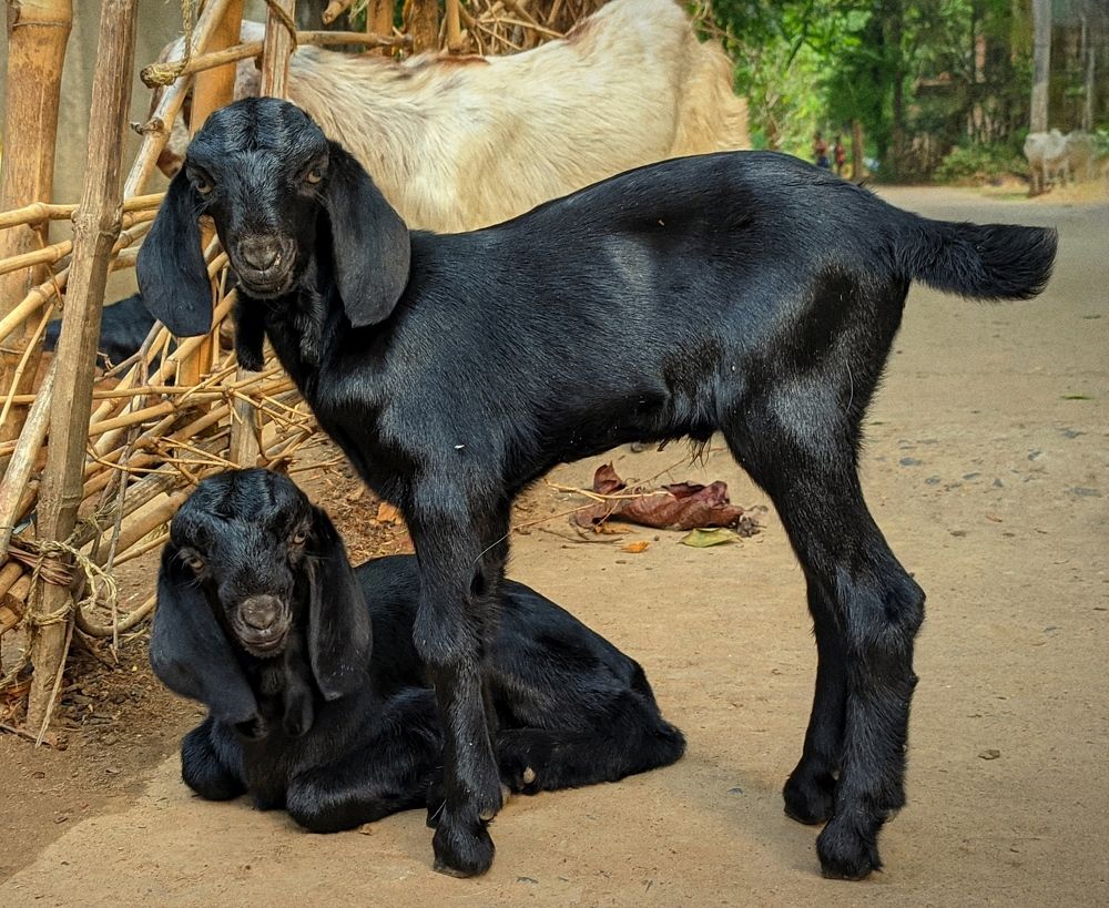 Photograph by Susmita Ghosh