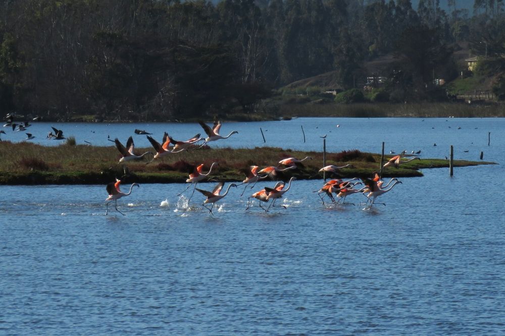 FLAMENCOS VOLANDO