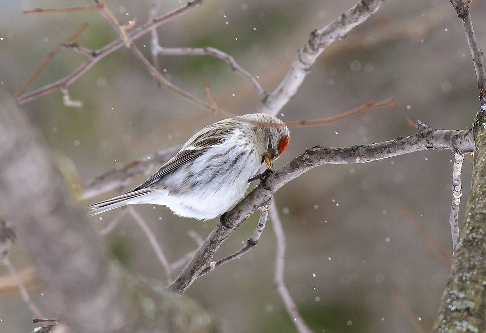 Зимние хлопото чечётки