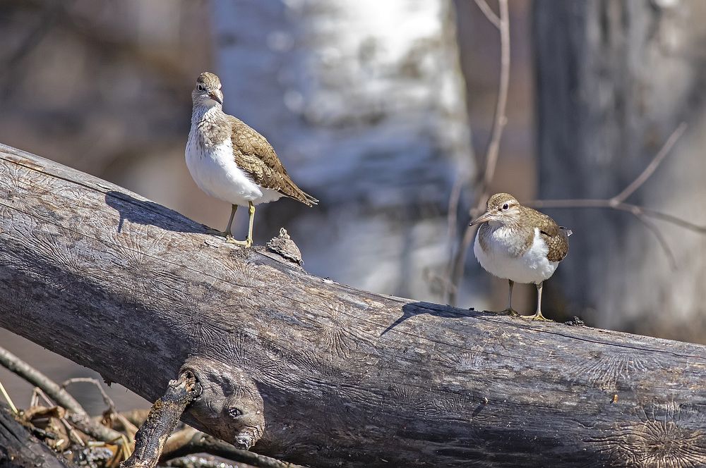 Кулики-перевозчики в ожидании пассажиров