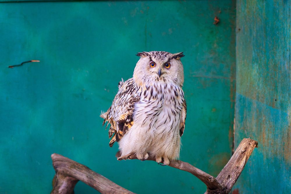 Photograph by Александр Максимов