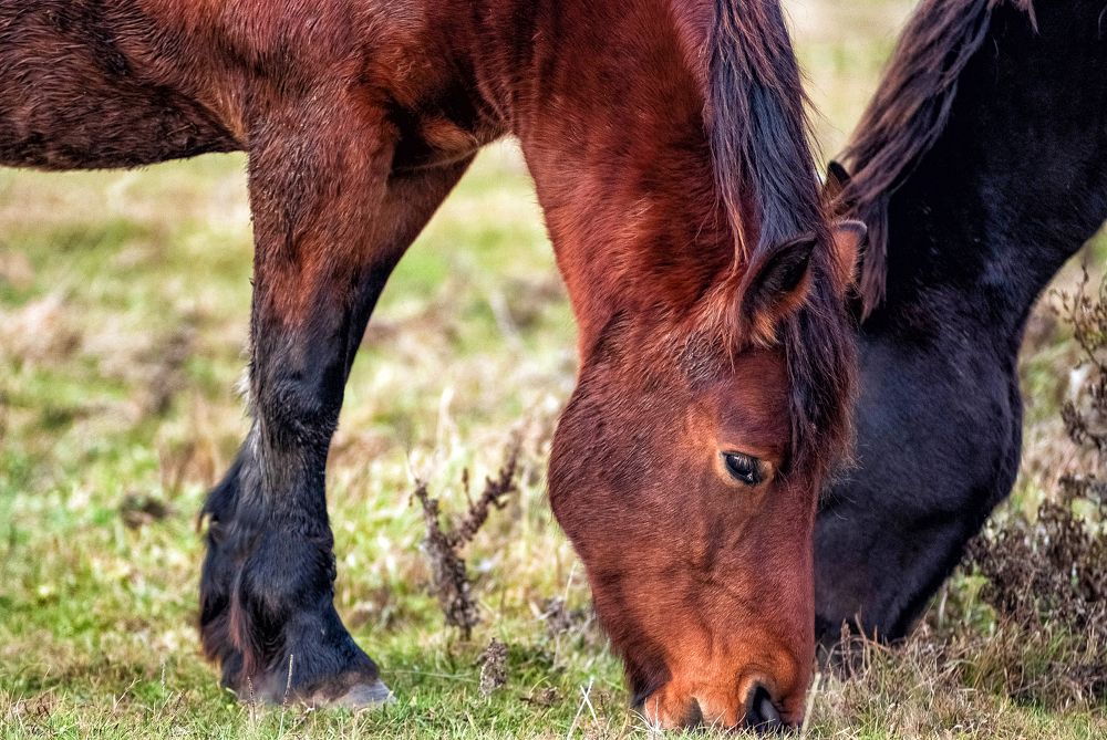 Фотография автора Александр Буренко