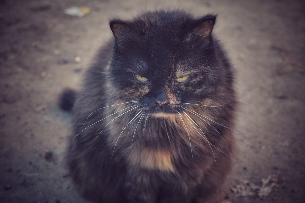 Photograph by Наталья Светлова