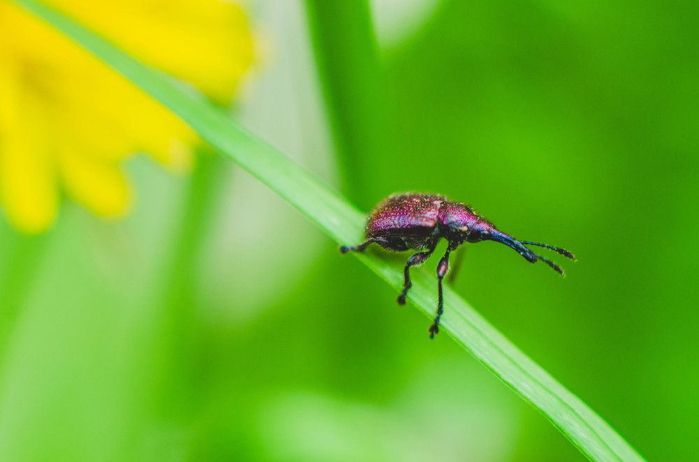 Кленовый долгоносик-семяед