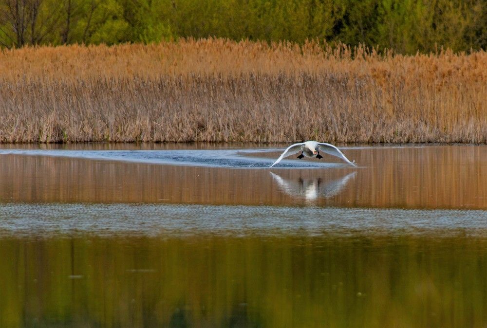 Лебедь - шипун.