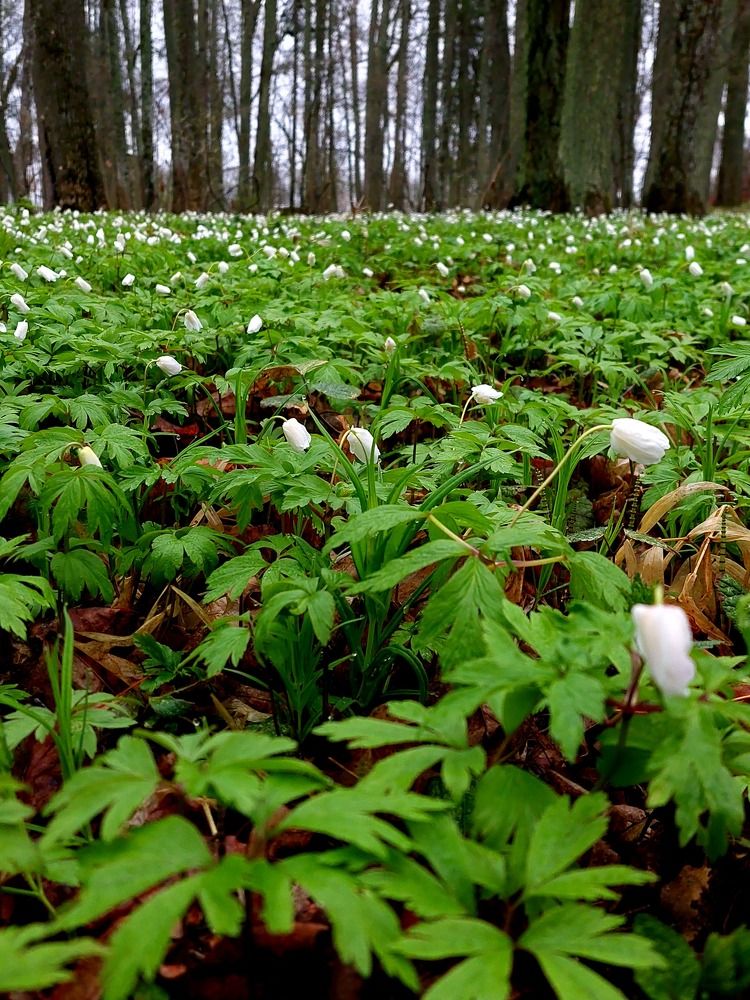 Photograph by Kristiina Soots