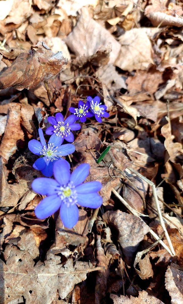 Photograph by Kristiina Soots