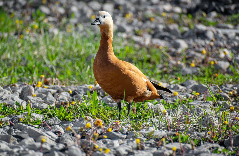 Оранжевые утки