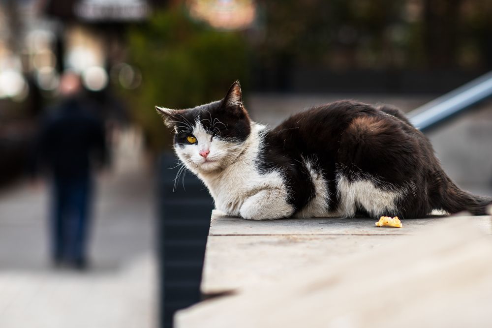 Photograph by Анна Чеснокова