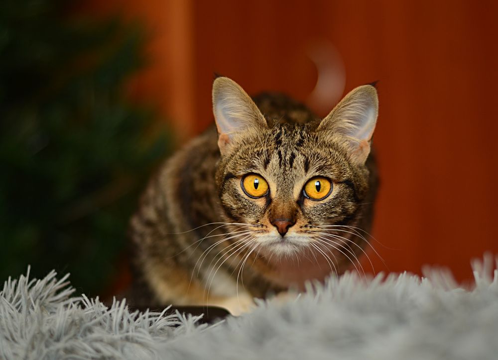 Photograph by Марина Горюнова