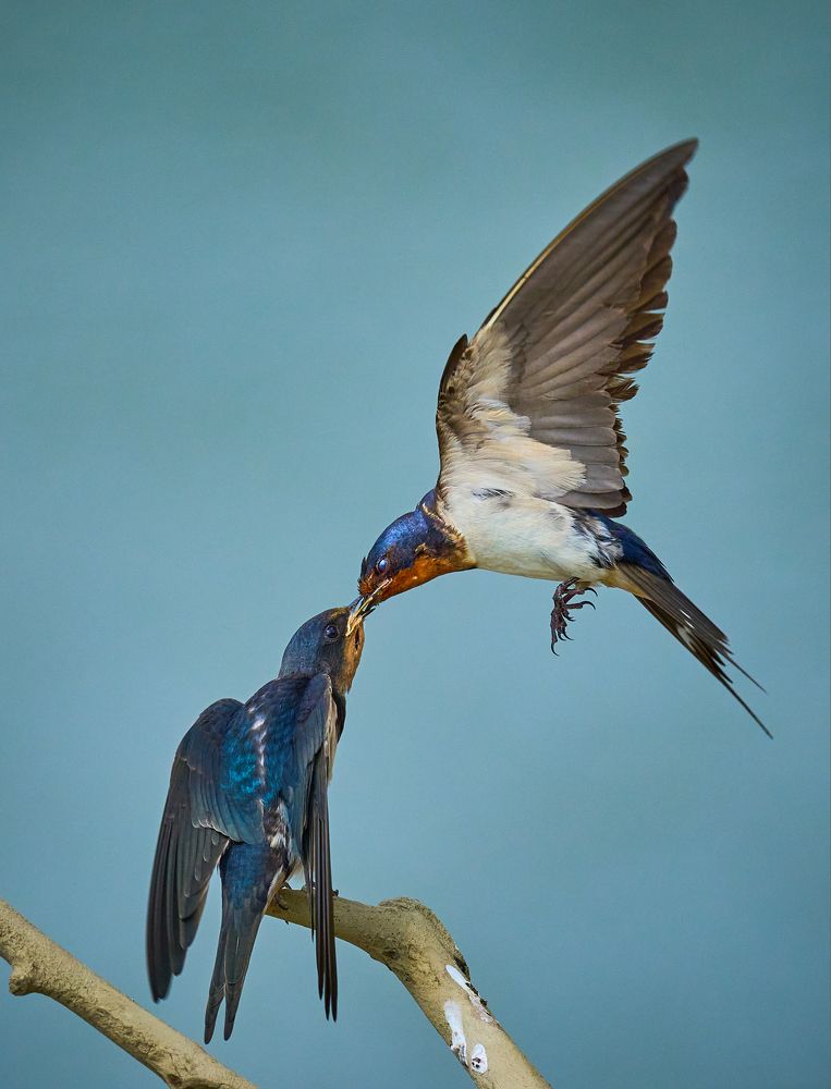 Фотография автора Maurice Leung