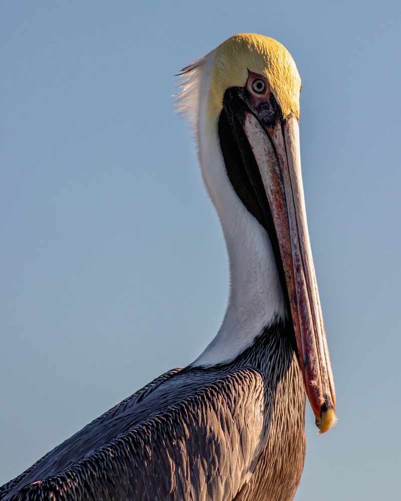 LA VANIDAD Y EL COLOR