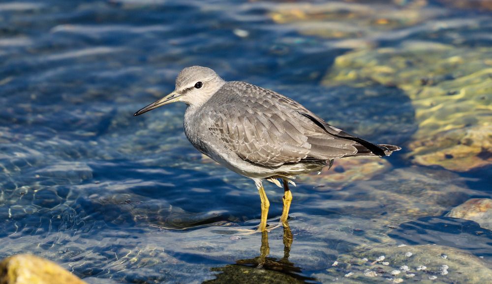 Кулик у моря