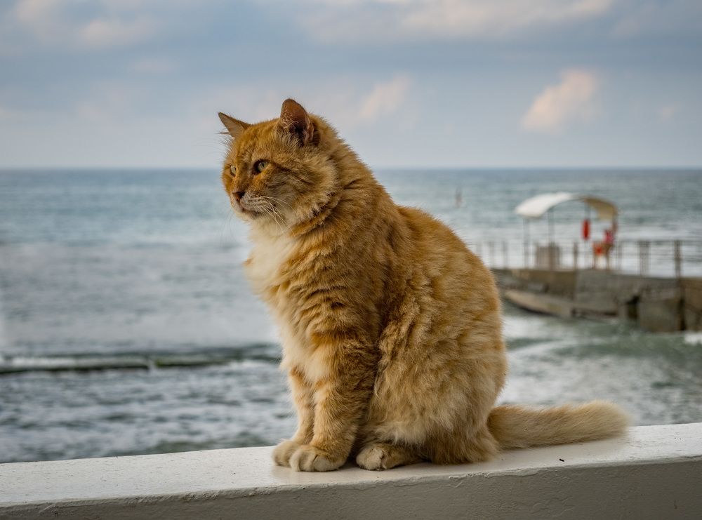 Photograph by Курлянцев Алексей