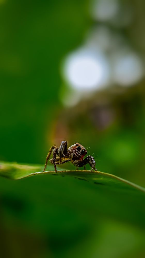 Photograph by Suman Bhunia