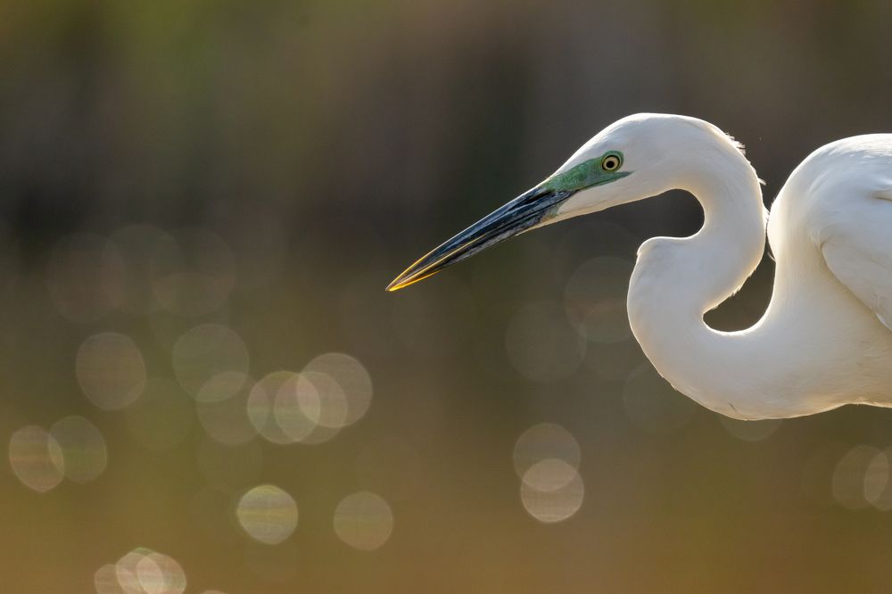 Photograph by Tomanovic Slavisa