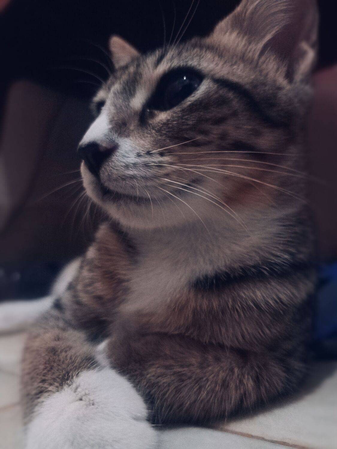 cat