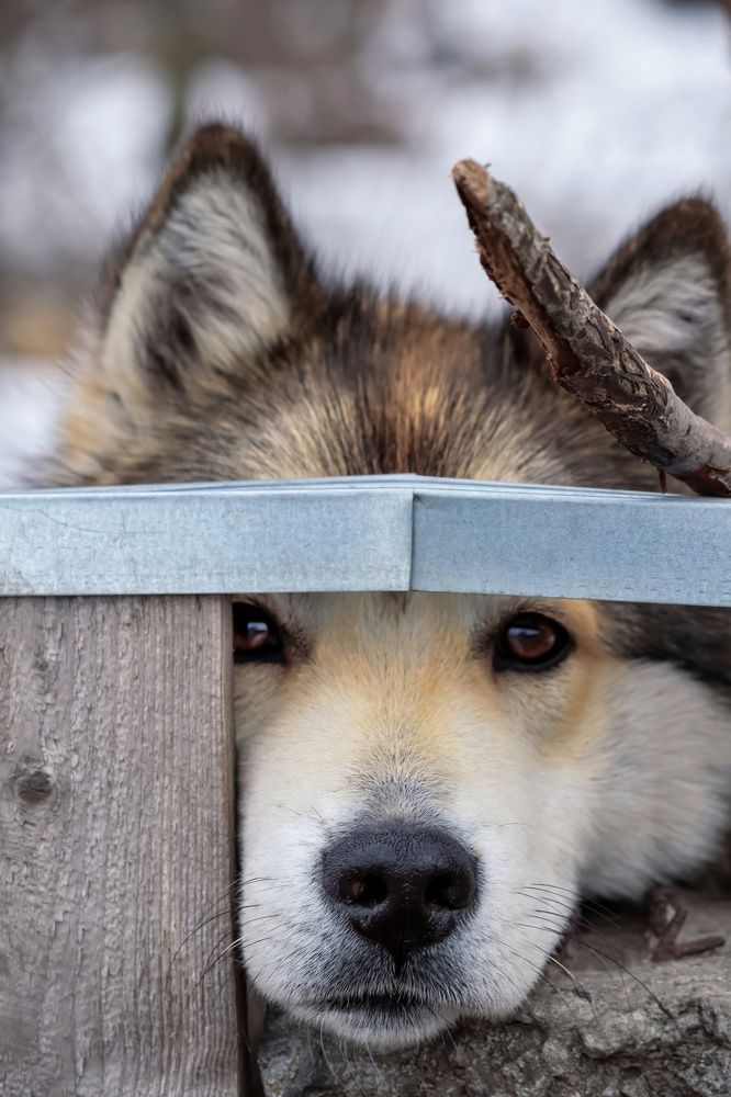 Photograph by Елена